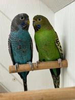 Koppel blackface split, Meerdere dieren, Parkiet