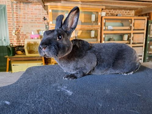 Rex Dwerg voedster Zwart, Dieren en Toebehoren, Konijnen, Dwerg, Vrouwelijk, 0 tot 2 jaar
