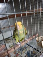 Papegaai Dubbele Geelkop Amazone Man Fallow met rode ogen., Dieren en Toebehoren, Mannelijk, Papegaai, Tam