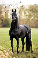 Luxe friese drachtige stermerrie!, Dieren en Toebehoren, Paarden, Merrie, Dressuurpaard