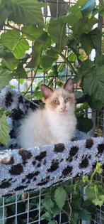 Ragdoll katertjes, Kater, Ontwormd