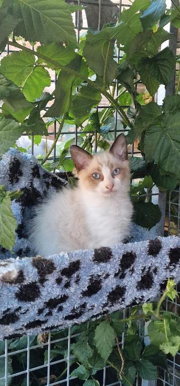 Ragdoll katertjes  beschikbaar voor biedingen