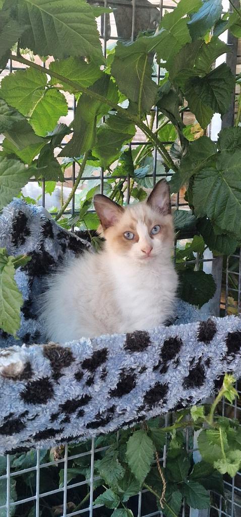 Ragdoll katertjes, Dieren en Toebehoren, Katten en Kittens | Raskatten | Langhaar, Kater, Ontwormd, Ingeënt