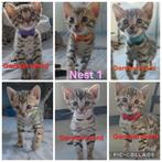 Te koop: Bengaalse kittens, Dieren en Toebehoren, Katten en Kittens | Raskatten | Korthaar, Meerdere dieren, Ontwormd, 0 tot 2 jaar