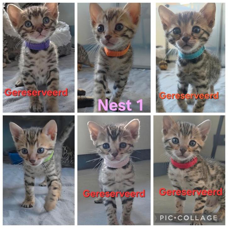 Te koop: Bengaalse kittens, Dieren en Toebehoren, Katten en Kittens | Raskatten | Korthaar, Meerdere dieren, 0 tot 2 jaar, Ontwormd