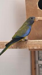 Splendid/ Splendids, Dieren en Toebehoren, Vogels | Parkieten en Papegaaien, Meerdere dieren, Parkiet, Geringd