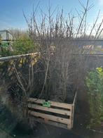 Cornus mas - Gele Kornoelje - 30 stuks beschikbaar, Ophalen