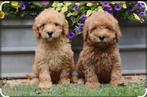 Gezocht mini labradoodle pup, Reu, 8 tot 15 weken, Eén hond, Klein