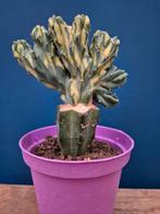 Myrtillocactus Variegata F Cristata p10 (2)