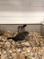 Bichenowastrilde, Dieren en Toebehoren, Vogels | Overige Vogels, Meerdere dieren