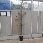 Steeneik | Quercus ilex 200-250cm hoog, Bloeit niet, Overige soorten, Ophalen, Volle zon