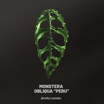 Monstera obliqua "Peru" beschikbaar voor biedingen