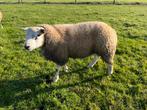 Texelaar Ram, Dieren en Toebehoren, Schapen, Geiten en Varkens, Mannelijk, Schaap