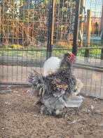 Krulveer haan, Dieren en Toebehoren, Pluimvee, Mannelijk, Kip