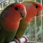 Love birds, Agapornis, Dieren en Toebehoren, Vogels | Overige Vogels, Meerdere dieren