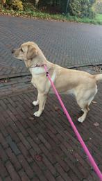 Huisdieren oppas aangeboden, Overige vormen