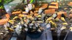 Anatome helena slak, Dieren en Toebehoren, Vissen | Aquariumvissen, Slak of Weekdier