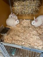 Te koop  blauwoog polen, Dieren en Toebehoren, Meerdere dieren, 0 tot 2 jaar