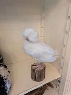Kuifkip taxidermie, Ophalen of Verzenden, Opgezet dier