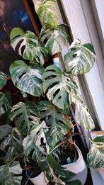 Monstera variegata stekken, Ophalen, Halfschaduw, Minder dan 100 cm