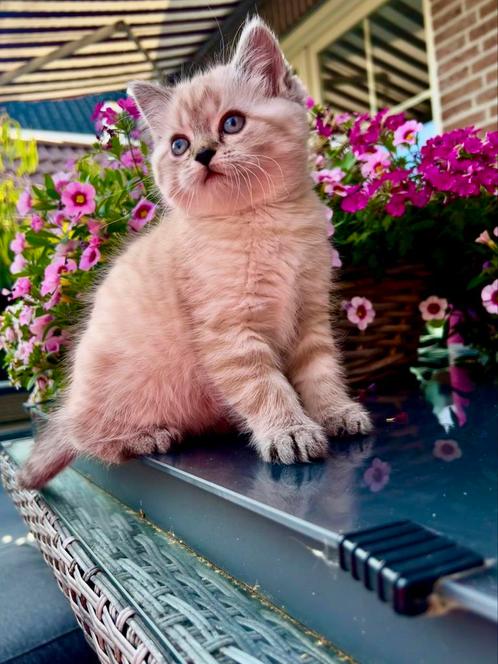 BRITSE KORTHAAR POESJE, Dieren en Toebehoren, Katten en Kittens | Raskatten | Korthaar, Meerdere dieren, 0 tot 2 jaar, Ontwormd