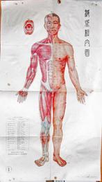 anatomische afbeeldingen 4 stuks, Ophalen of Verzenden, Gelezen