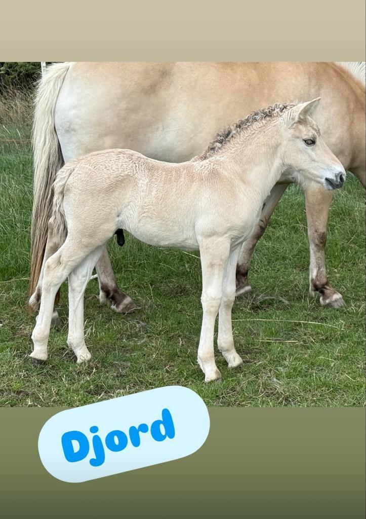 Fjorden hengstveulens met vader Havik, Dieren en Toebehoren, Pony's, Hengst, Niet van toepassing, D pony (1.37m tot 1.48m), 0 tot 2 jaar