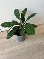 Madagascar jewel, Ophalen, Overige soorten, Minder dan 100 cm