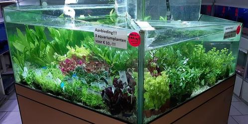 Aanbieding!!! Potplanten 3 stuks voor € 10,-!!!, Dieren en Toebehoren, Vissen | Aquariumvissen, Zoetwatervis, Vis