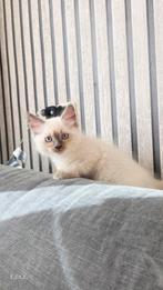 ragdoll kittens, Dieren en Toebehoren, Katten en Kittens | Raskatten | Korthaar, Meerdere dieren, Gechipt