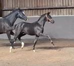 Super stoer hengstveulen, Dieren en Toebehoren, Paarden, Niet van toepassing, Dressuurpaard, 0 tot 2 jaar, Hengst