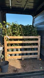 Hedera super super goedkoop lengte 100/125 zeker prijs 1,95!, Tuin en Terras, Ophalen, Vaste plant, Bloeit niet, Halfschaduw