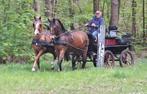 2 D-pony’s met  menwagen en tuigage, Dieren en Toebehoren, Pony's, Ruin, D pony (1.37m tot 1.48m), Recreatiepony