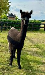 Alpaca merrie gedekt door grijze hengst, Dieren en Toebehoren, Overige Dieren, Juni, Vrouwelijk