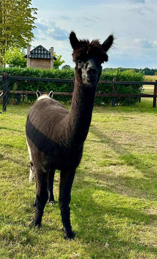 Alpaca merrie gedekt door grijze hengst, Dieren en Toebehoren, Overige Dieren, Vrouwelijk, Juni