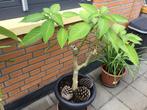 Brugmania in knop €12, Tuin en Terras, Planten | Bomen, Ophalen of Verzenden