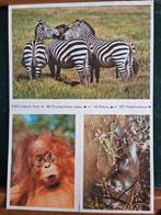 Esso Album Stickers - nr.46/16/50, Ophalen of Verzenden, Gebruikt