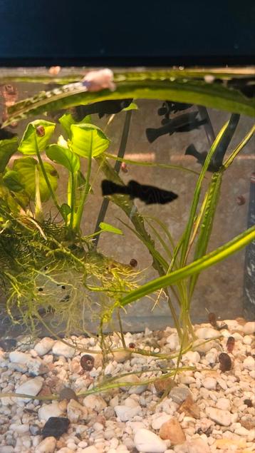 10 Jonge gezonde Black molly, s
 beschikbaar voor biedingen