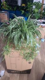 moi gezonde plant, Huis en Inrichting, Kamerplanten, Ophalen, Overige soorten, Minder dan 100 cm