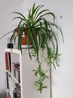 Planten voor binnen en buiten, Ophalen, Overige soorten, In pot, Minder dan 100 cm