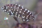 Tropheus duboisi maswa, Vis, Zoetwatervis