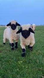 Lieve Walliser Schwarzenase lammetjes, Dieren en Toebehoren, Vrouwelijk, Schaap, 0 tot 2 jaar