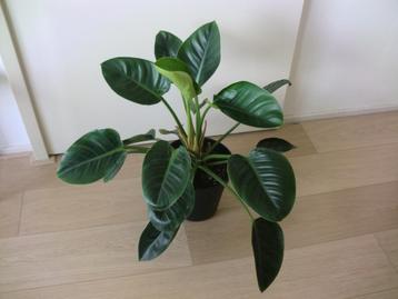 Philodendron Imperial Green, grote kamerplant beschikbaar voor biedingen