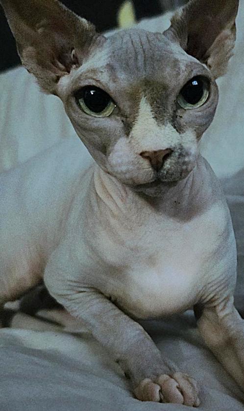 Bieden vanaf €975! Binnen 10 dagen voor hoogste bieder!, Dieren en Toebehoren, Katten en Kittens | Raskatten | Korthaar, Poes