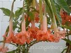Moederplant Brugmansia Bergkönigin zalmroze dubbelbloemig, Volle zon, Vaste plant, Zomer, Ophalen