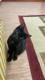 Kitten, Dieren en Toebehoren, Ophalen of Verzenden, Zo goed als nieuw