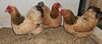 3 hennen wyandotte kriel, Vrouwelijk, Kip