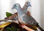 Vredesduif duivin gezocht, Vrouwelijk, Geringd