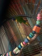 Jonge lorie van de blauwe bergen, Dieren en Toebehoren, Vogels | Parkieten en Papegaaien, Geslacht onbekend, Papegaai, Tam