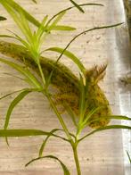 Ambystoma Mexicanum,axolotl,salamander, Dieren en Toebehoren, Kreeft, Krab of Garnaal